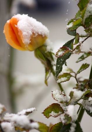 Rose under the  fresh snow.の写真素材