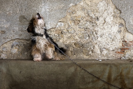 Small dog on a chain.の写真素材