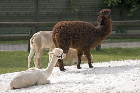 Alpaka (Lama Pacos) family with small baby animal.の写真素材