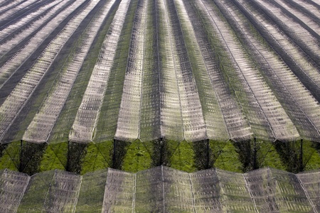 Orchard covered with protective net.の写真素材
