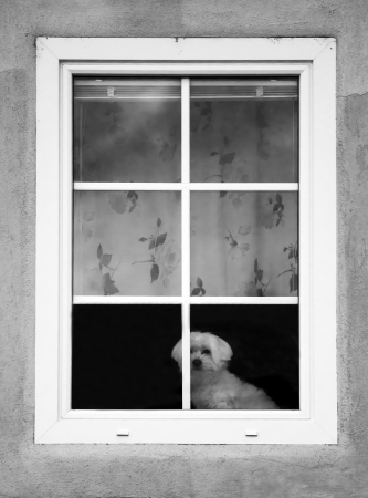 Small, white dog on the window shelf.