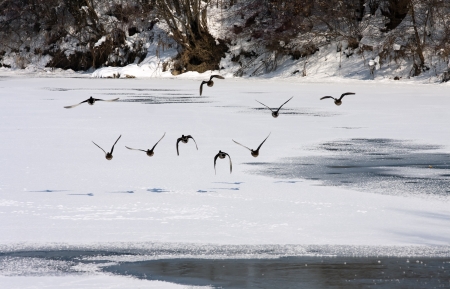 Ducks formation flying over the frozen river.の写真素材