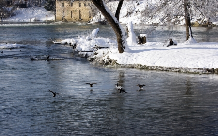 Ducks in the river at winter time.の写真素材