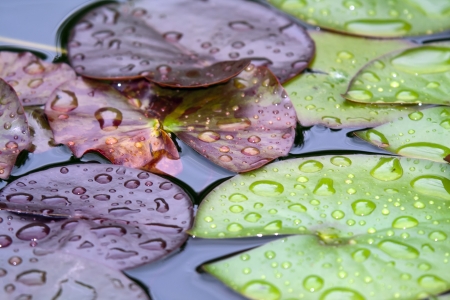 Waterlily leaves in the pond with raindrops の写真素材