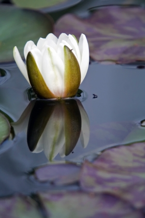 White waterlily in the garden pond.の写真素材