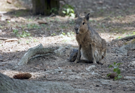 Patagonian mara - (Dolichotis patagonum) with baby animal by her side.の写真素材