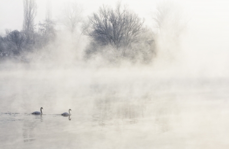 Cold winter morning by the river, with pair of swans.の写真素材