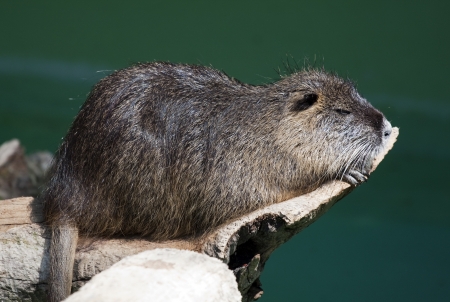 Nutria by the river.の写真素材