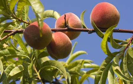 Freash peach on the trre in the morning light の写真素材