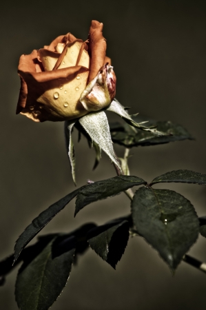 Closeup of the single orange rose.の写真素材