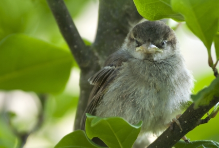Young sparrow on the tree branch.の写真素材