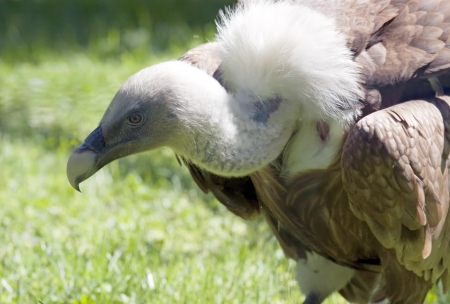 Closeup of the Griffon Vulture bird of prayの写真素材