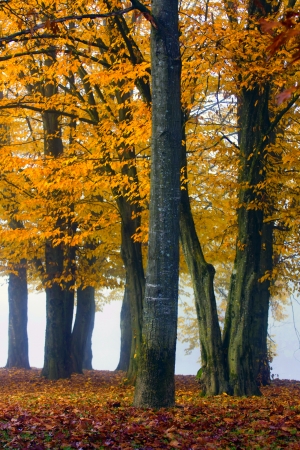 Early autumn morning in the forest with fog in the background の写真素材