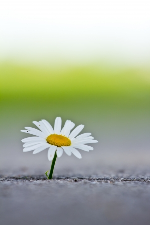 Single daisy flower in the concrete の写真素材