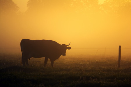 Farmland  Cow on the field in the morning sunlight の写真素材