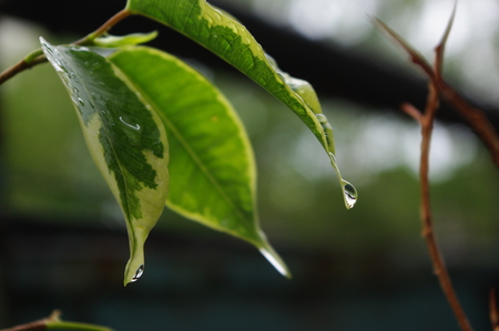 Raindrops on leaves of ficusの写真素材