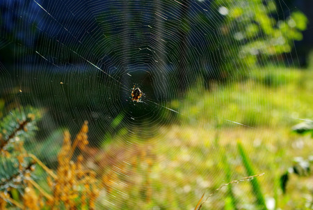 Wild Webmasterの写真素材