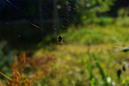 Wild Webmasterの写真素材