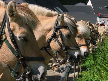 Row of brown norwegian horses. Jostedalsbreen national park, Norwayの写真素材