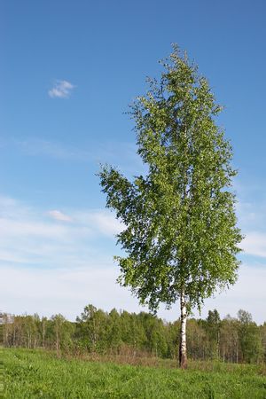 lone slender birch on green fieldの写真素材