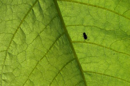 big green leaf closeup with small black fly on itの写真素材