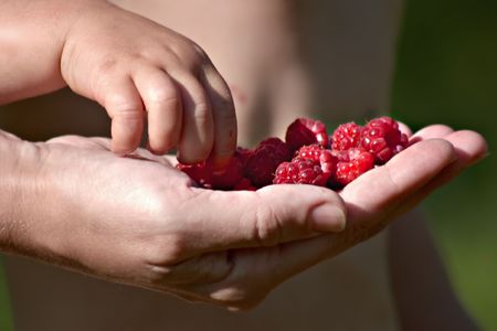 child hand taking raspberries from parent's handの写真素材