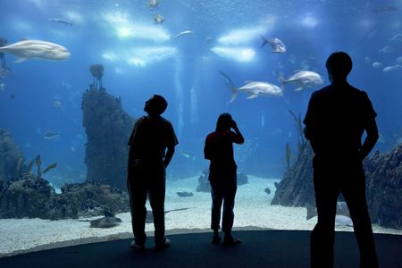 people silhouettes on aquarium background in Lisbon oceanariumの写真素材