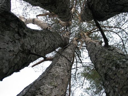 five pine trees