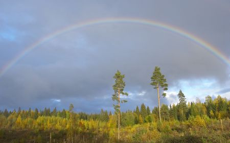 rainbow above green forestの写真素材