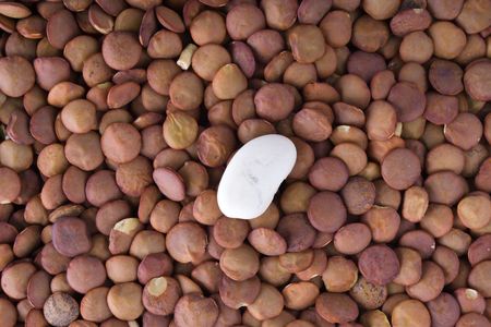 close-up of white haricot bean and lentils as a background