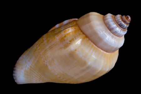 conch shell close-up isolated on black background