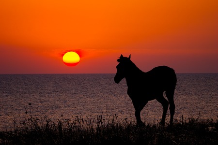 silhouette of a horse on sea sunset backgroundの写真素材