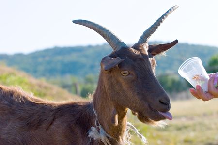 portrait of a brown goat on green meadow in mountainsの写真素材