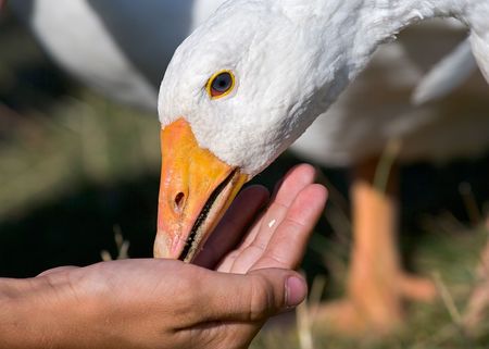 feeding the goose by hand. close-up shot の写真素材
