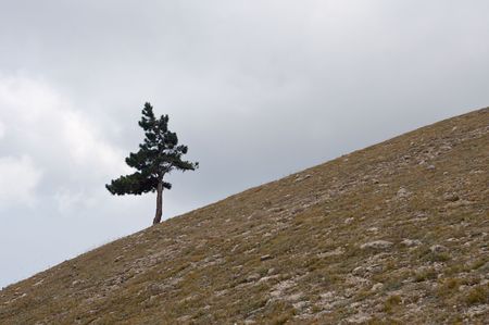 lone pine tree on hill's slope with cloudy sky on backgroundの写真素材