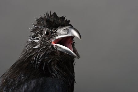 big black raven close-up portrait on grey backgroundの写真素材