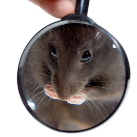 magnifying glass focused on rat's nose, isolated on white backgoundの写真素材