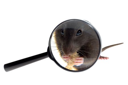 magnifying glass focused on rat's nose, isolated on white backgroundの写真素材