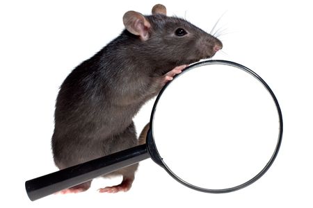 funny rat and magnifying glass, isolated on white backgroundの写真素材