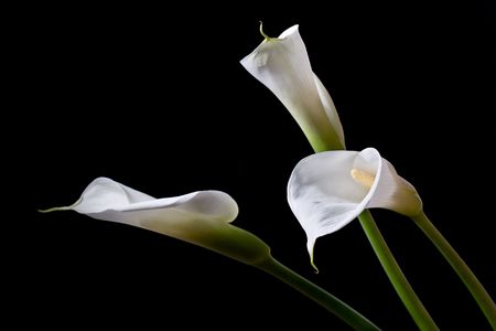 three calla lilies close-up, isolated on black backgroundの写真素材