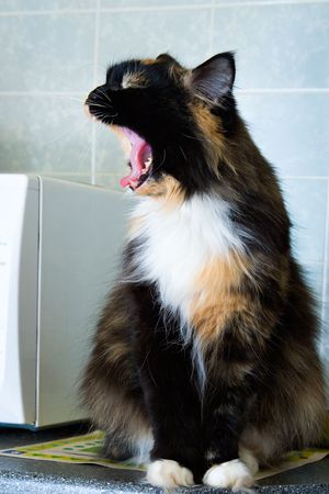 hungry fluffy cat with open mouth loudly demands mealの写真素材