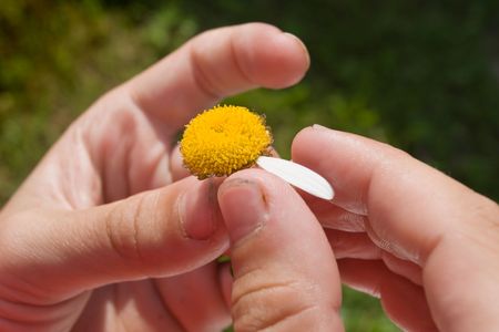 last white petal for guessing at camomileの写真素材
