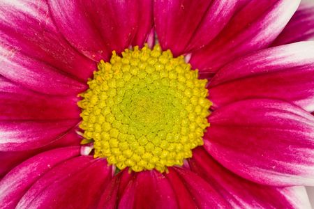 Purple beautiful gerbera with a yellow core closeup の写真素材