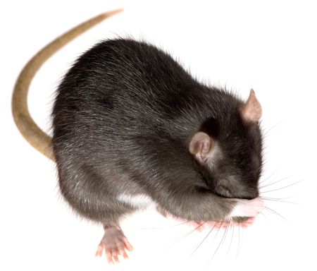 decorative grey rat funny hiding its noseの写真素材