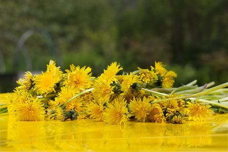 yellow summer dandelions lying on yellow table over green backgroundの写真素材