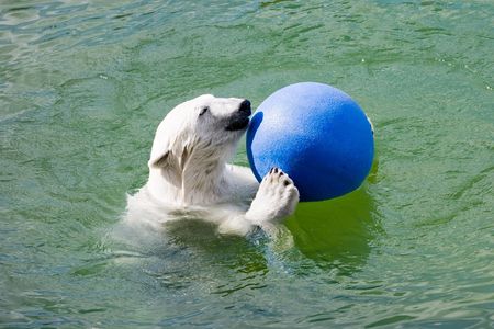 big polar bear playing with blue ball in の写真素材