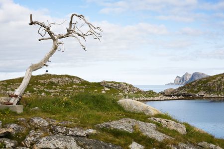 big dry tree on norwegian fjord and cloudy sky backgroundの写真素材