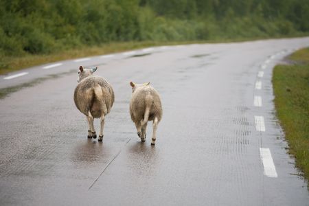 Two white sheeps walking on slippery roadの写真素材