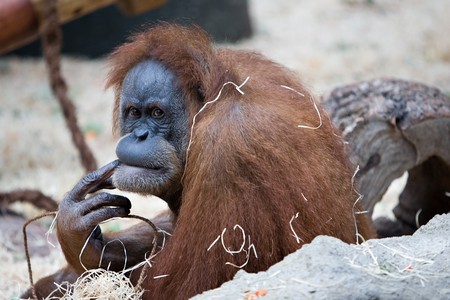 big gorilla monkey with finger in mouth