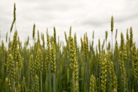 green ears of wheat on  background cloudy skyの写真素材